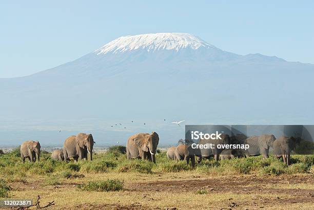 Kilimandżaro I Słonie - zdjęcia stockowe i więcej obrazów Góra Kilimandżaro - Góra Kilimandżaro, Słoń, Afryka