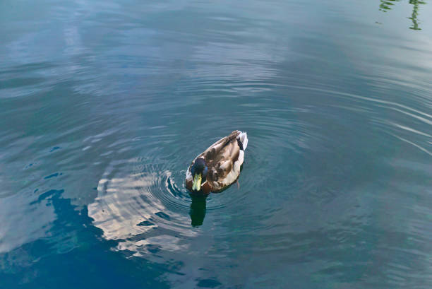 A duck swims in a lake creating a wave on the water. The water has reflections of the clouds. stock photo