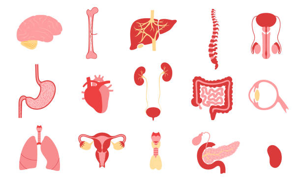 Human internal organs Human internal organs medical icons. Stomach, liver, bone, intestine, bladder, lung, testicle and uterus. Spine, eye, pancreas and brain. Organ donation, transplantation Isolated vector illustration phallic object stock illustrations