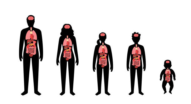 Human internal organs Internal organs in baby, girl, boy, adult man and woman silhouette. Stomach, liver, intestine, bladder, lung and brain in human body. Pancreas, kidney, heart, bladder icon vector isolated illustration kid body parts stock illustrations