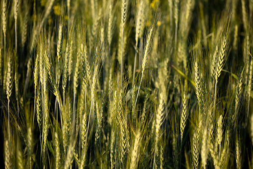 Juicy fresh ears of young green wheat on nature in spring summer field close-up of macro. Green Wheat field blowing in the rural Indian fields. Germany.