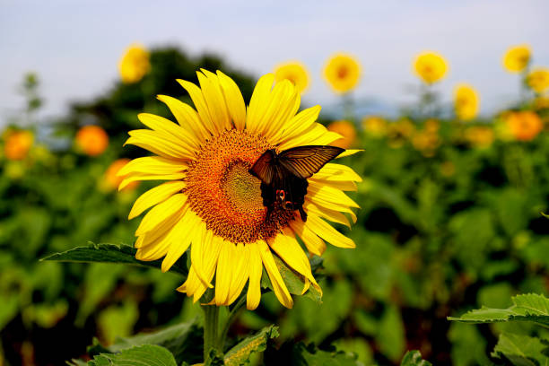 istock Swallowtail butterfly and sunflower 1320240243
