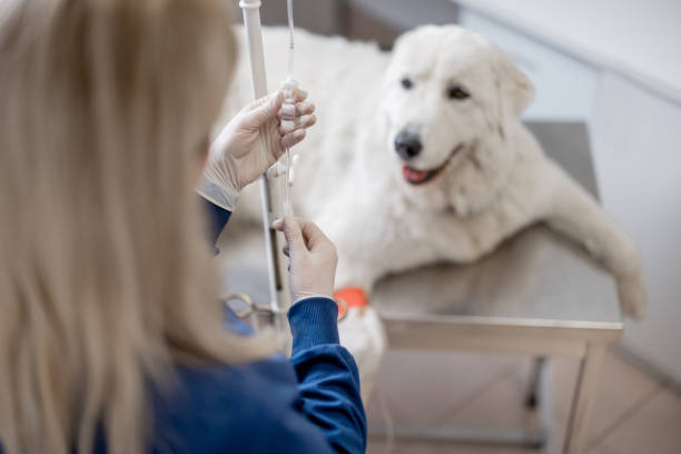 A big white dog on an intravenous therapy A big white dog on an intravenous therapy lying on examination table. Veterinarian holds catheter on patient background. Pet treatment and care. insurance pets dog doctor stock pictures, royalty-free photos & images