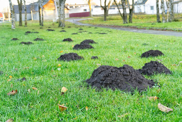 istock Hole of a mole on a green lawn. Mink mole on the grass, close up 1320242535
