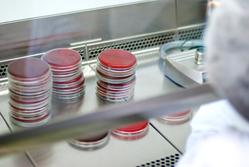 bacteriology lab : stack of petri dish, blood agar inside safety cabinet