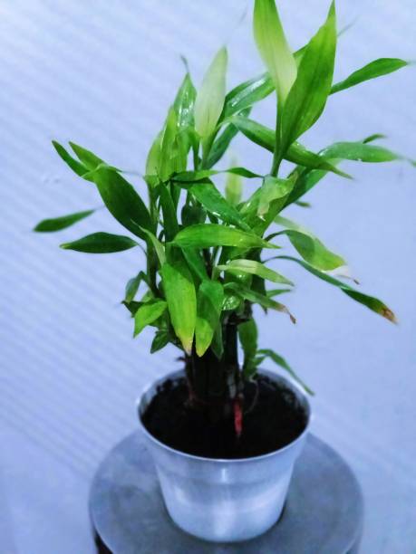 istock flowers in white pots 1320243904
