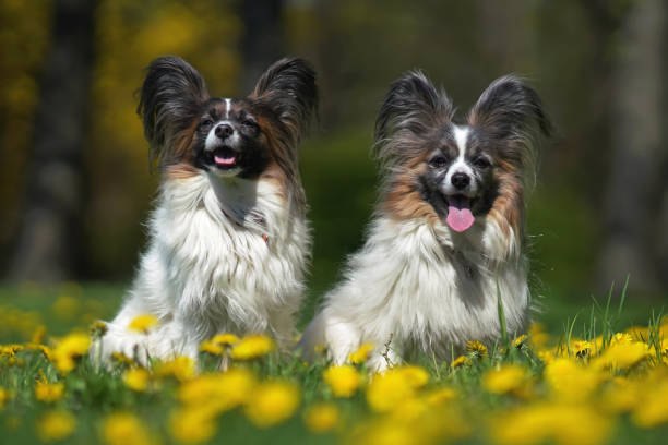 istock Two happy white and sable Continental Toy Spaniels (Papillon dogs) posing outdoors sitting together on a green grass with yellow dandelion flowers in spring 1320244169