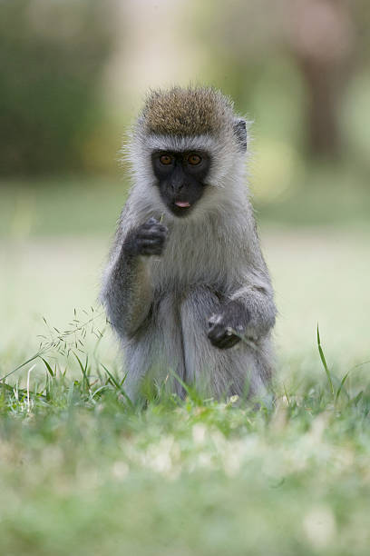 istock Vervet Monkey forages on the floor 132024529