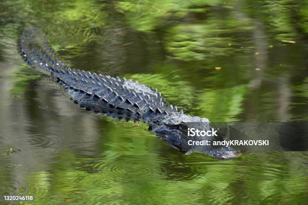 Alligator Florida Usa Stock Photo - Download Image Now - Alligator, American Alligator, Florida - US State