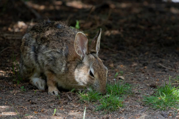 istock The eastern cottontail rabbit  in park 1320246801