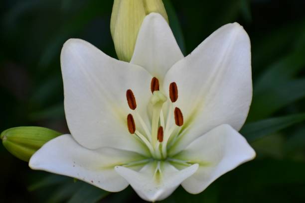 белая пасхальная лилия полностью расцвела - lily white easter single flower стоковые фото и изображения