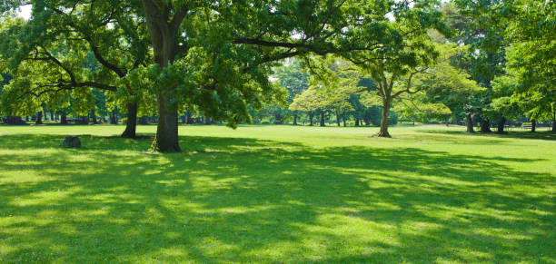 istock Banner image of garden 1320251864