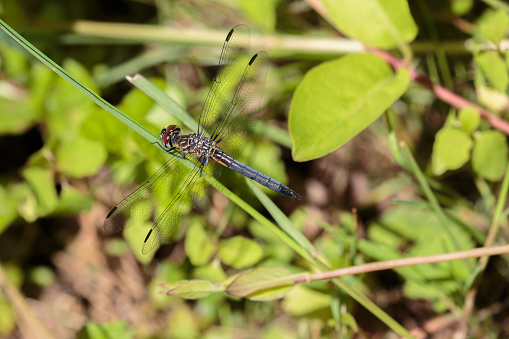 Blue Dasher Dragonfly