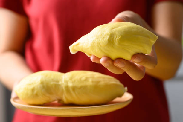 Ripe Thai durian fruit (Monthong) holding by hand stock photo