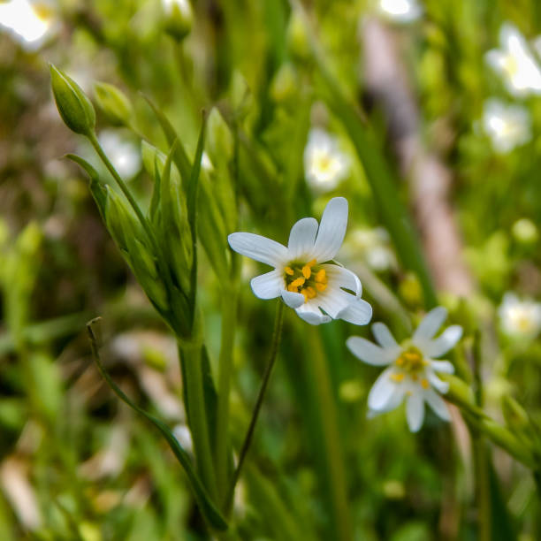 istock Bright luminous flowers of spring flowers 1320254779