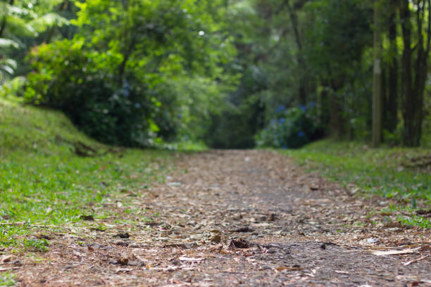 Footparth out of paving stones between large trees.