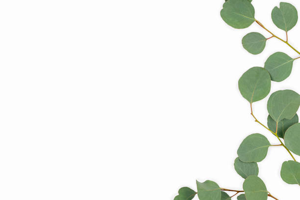 istock eucalyptus branches isolated on white background. Flat lay, top view. copy space. 1320257240