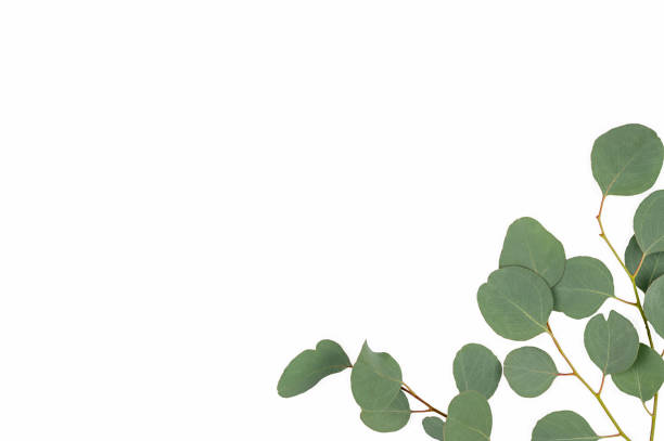 istock eucalyptus branches isolated on white background. Flat lay, top view. copy space. 1320257254