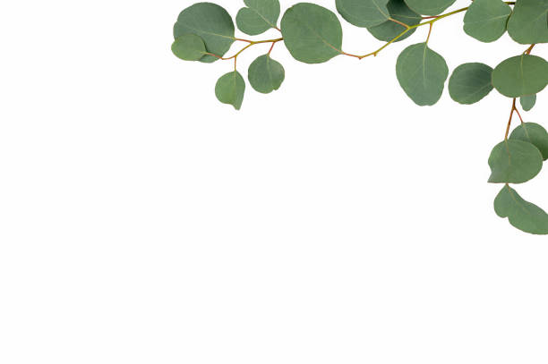 istock eucalyptus branches isolated on white background. Flat lay, top view. copy space. 1320257286