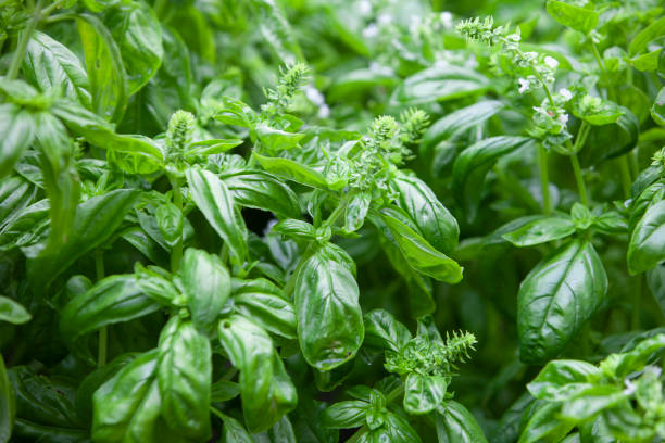 istock closeup of basil plants, full frame 1320257447