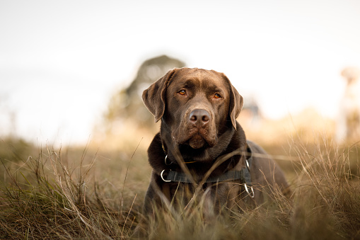 Sitting and Panting Chocolate labrador looking away, isolated on white