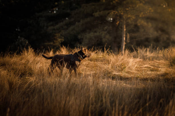 Dogs in a field