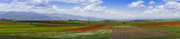 tierra cultivable con prados en flor con coloridas flores silvestres. - poppy flower field red fotografías e imágenes de stock