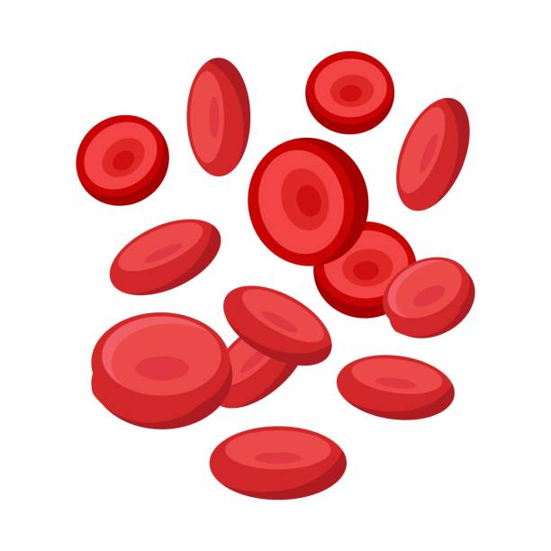 Blood cells 3d on a white background. Flat style illustration. Blood cells 3d on a white background. Flat style illustration. red blood cell stock illustrations