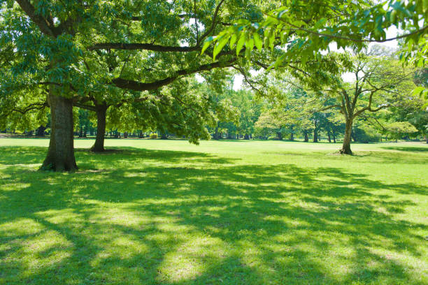 istock shade of garden tree 1320259982
