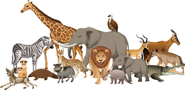 istock Group of wild african animal on white background 1320261698