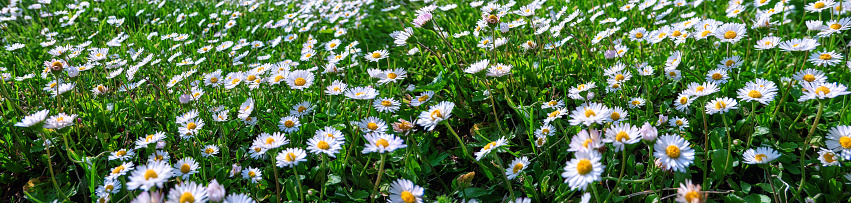 Sunny spring field of white daisy flowers