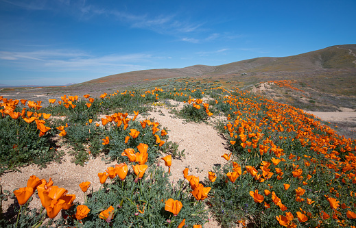 California Golden Poppies on a small ridgetop hiking trail in the high desert of southern California USA