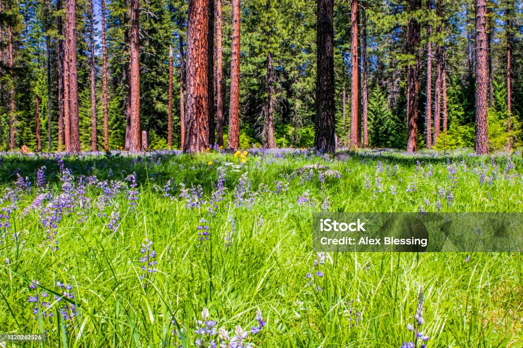 Forest meadow A forest meadow on a sunny day with spring wildflowers blooming Ponderosa Pine Tree Stock Photo