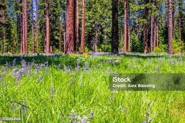 Forest Meadow Stock Photo - Download Image Now - Ponderosa Pine Tree, Forest, Scenics - Nature