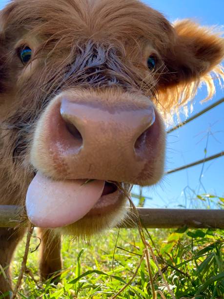 Highland Cows having fun in the paddock Cattle These highland cows were so chilled & happy for me to take their photo's. highland cattle stock pictures, royalty-free photos & images