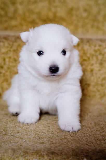 cute white Japanese spitz puppy. thoroughbred dog sits on the steps. pet shop. Veterinary clinic. vaccination of pets.