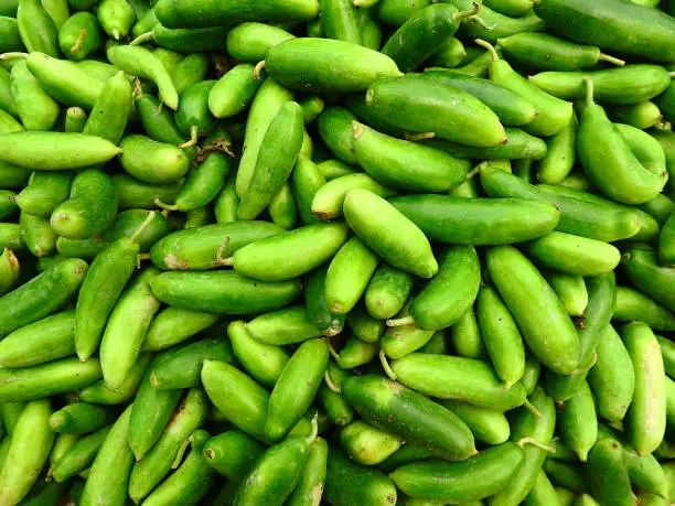 fresh green Ivy gourd or kundru scattered in one place