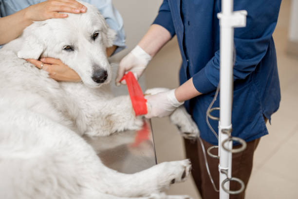 Specialist injects a dropper into the dog's paw with pet Specialist injects a dropper into the dog's paw while pet owner holding a head. Veterinary doctor treats a big white dog in a veterinary clinic. insurance pets dog doctor stock pictures, royalty-free photos & images