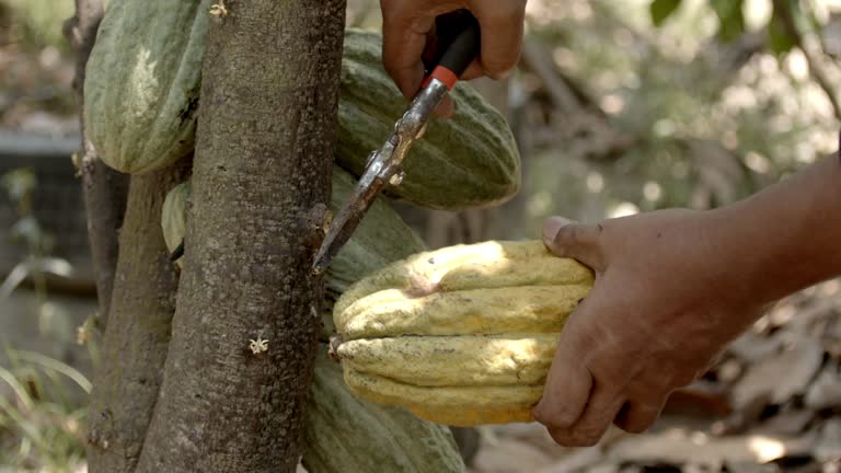 Farmer Cut Cacao Pod From Cacao Tree Slow Motion