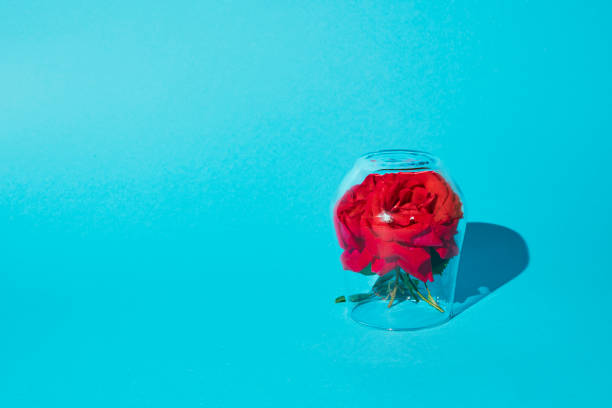 Red roses under the glass stand against a blue background, summer minimal concept with a copy space