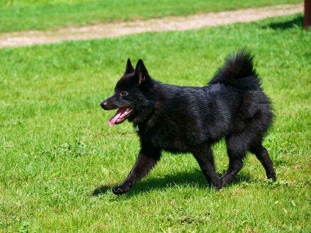 istock Little charming Belgian Shepherd Schipperke walks on the green grass 1320269024