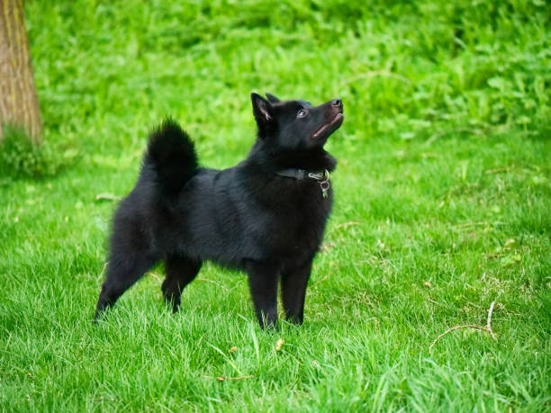 istock Little charming Belgian Shepherd Schipperke stands on the green grass 1320269326