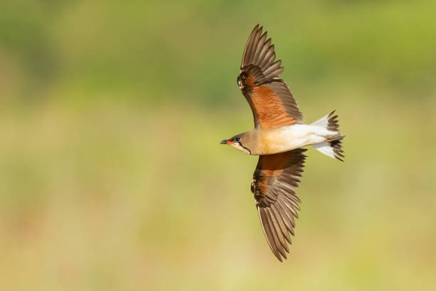 istock Oriental Pratincole in flight isolated on blurred green  background 1320269589