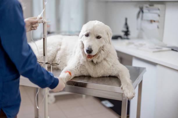 istock A big white dog on an intravenous therapy 1320270929