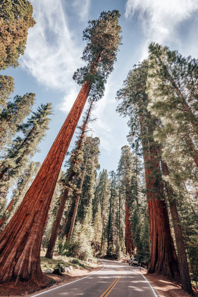 istock huge sequoia tree in the national park 1320271538