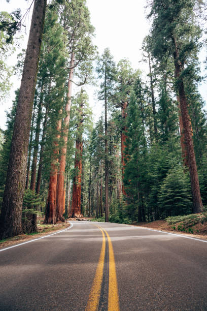 istock huge sequoia tree in the national park 1320271554