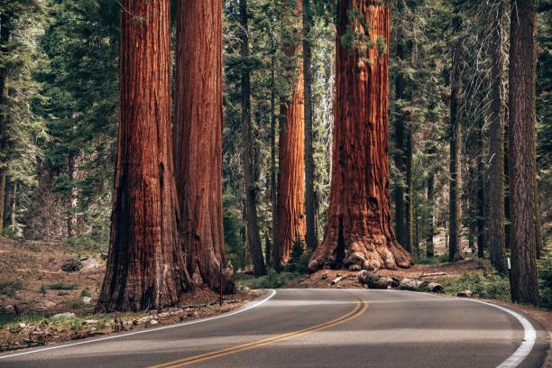 huge sequoia tree in the national park - redwood sequoia california redwood national park imagens e fotografias de stock