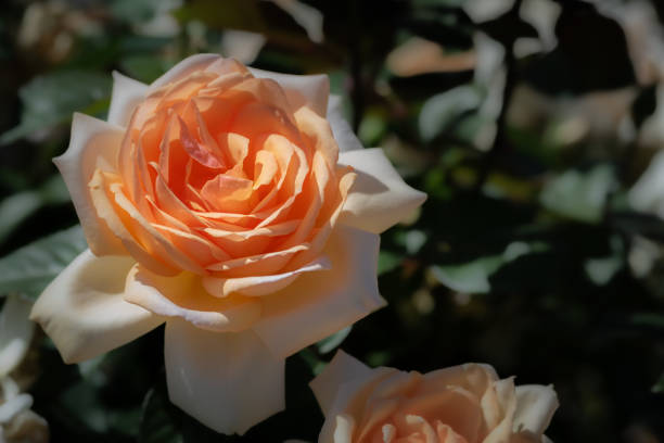 Orange Delight Roses 110+ Double Delight Rose Stock Photos, Pictures & Royalty-Free Images ...