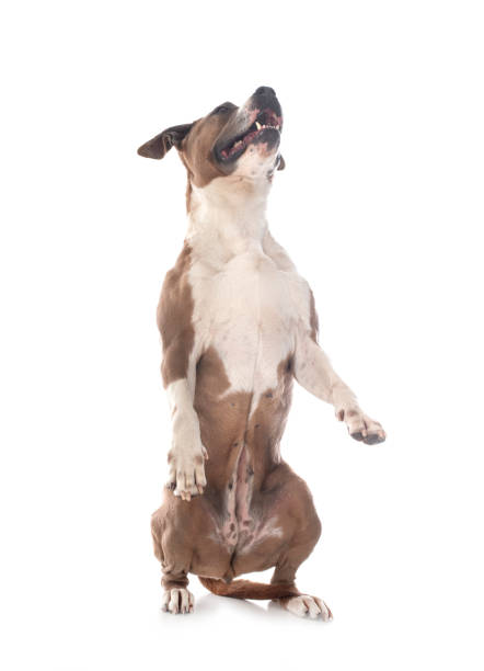 istock american staffordshire terrier 1320271751