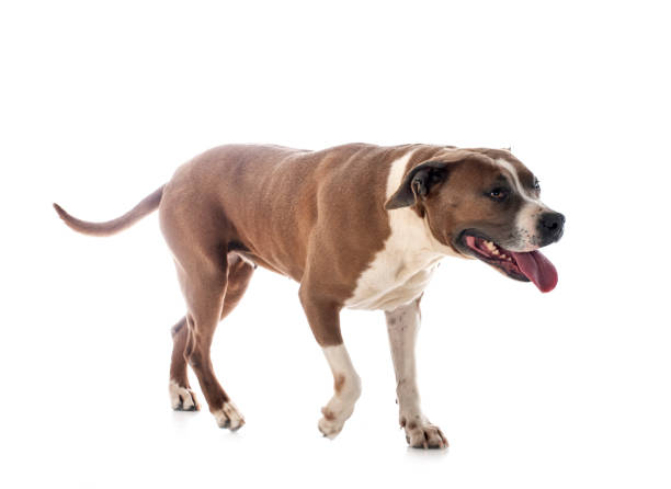 istock american staffordshire terrier 1320272581